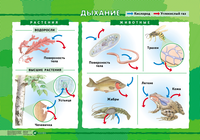 Биология в картинках и схемах