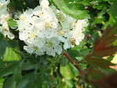 Hawthorn Blossom Crataegus monogyna