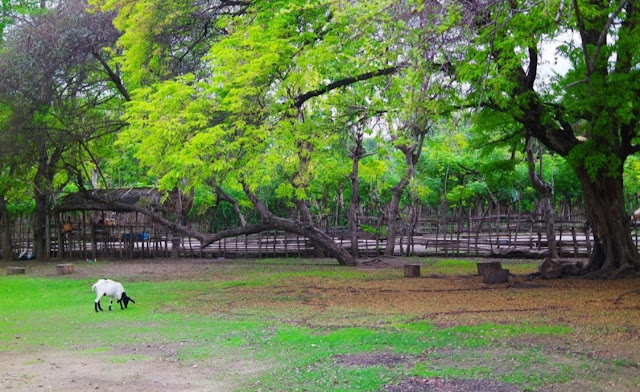 The beauty of Atapupu Beach on the Atambua Suburbs