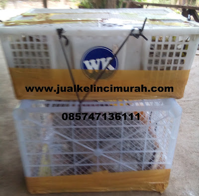 Beli Kelinci Online Beli Kelinci Online