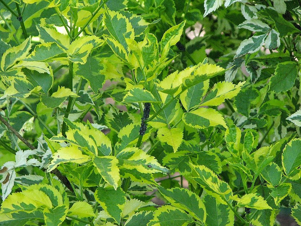 Etiquettes Pour Arbres Et Arbustes Pdf Free Download