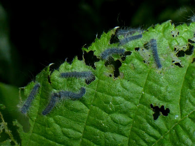 Tolype velleda caterpillar Tolype velleda caterpillar