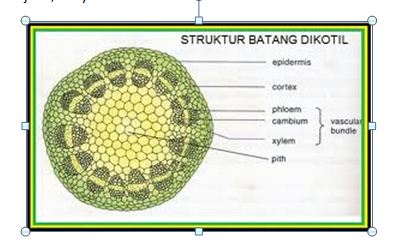 Pengertian Akar Dikotil, Monokotil, Akar Serabut dan Tunggang - TUKANG