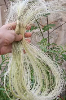 "Obtención de la fibra vegetal del agave7"