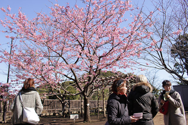 御岩屋道の桜