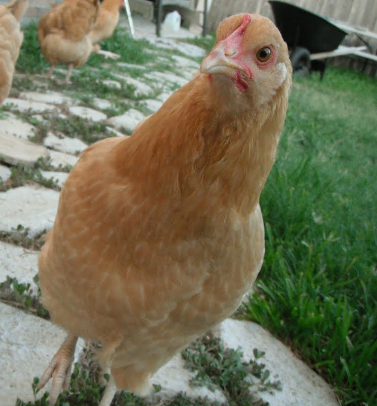 FARM LIFE LESSONS 50 Pine Needles Don't Throw Them Away!