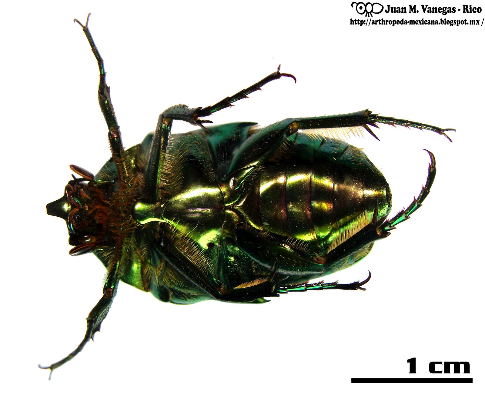 ARTHROPODA MEXICANA ARTHROPODA MEXICANA