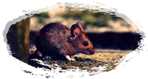 21 Cara Mengusir Tikus Dari Rumah Dengan Mudah dan Ampuh 21 Cara Mengusir Tikus Dari Rumah Dengan Mudah dan Ampuh