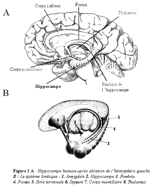 #trendsincognitivesciences #temps #cerveau #hippocampe Anatomie Fonctionnelle Temps Quoi Quand dans Cerveau
