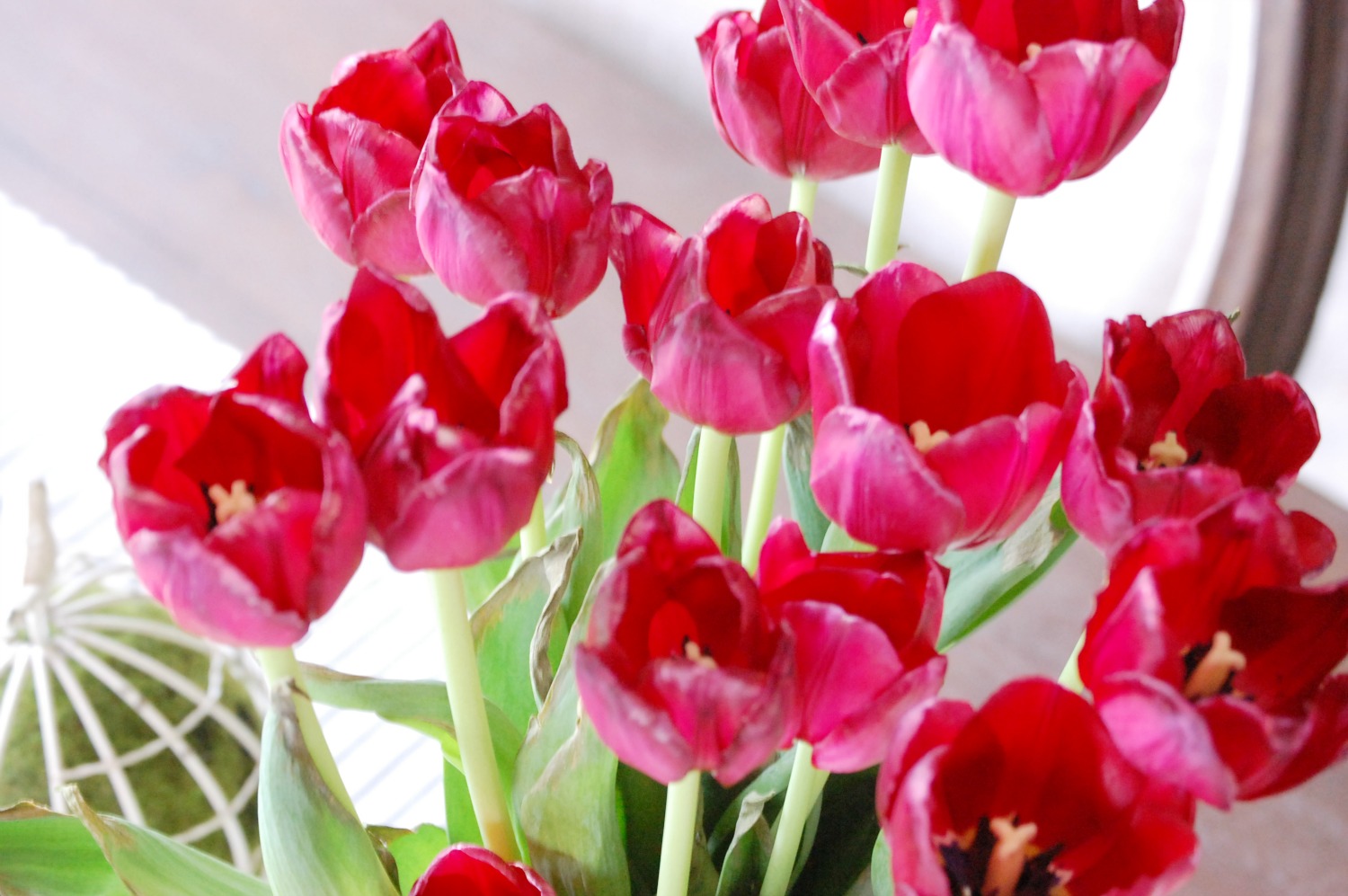 5 Tips For Caring For Fresh Cut Tulips At Home with Jemma
