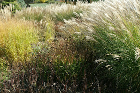 Fall ornamental grasses and perennials at the Toronto Music Garden by garden muses-not another Toronto gardening blog