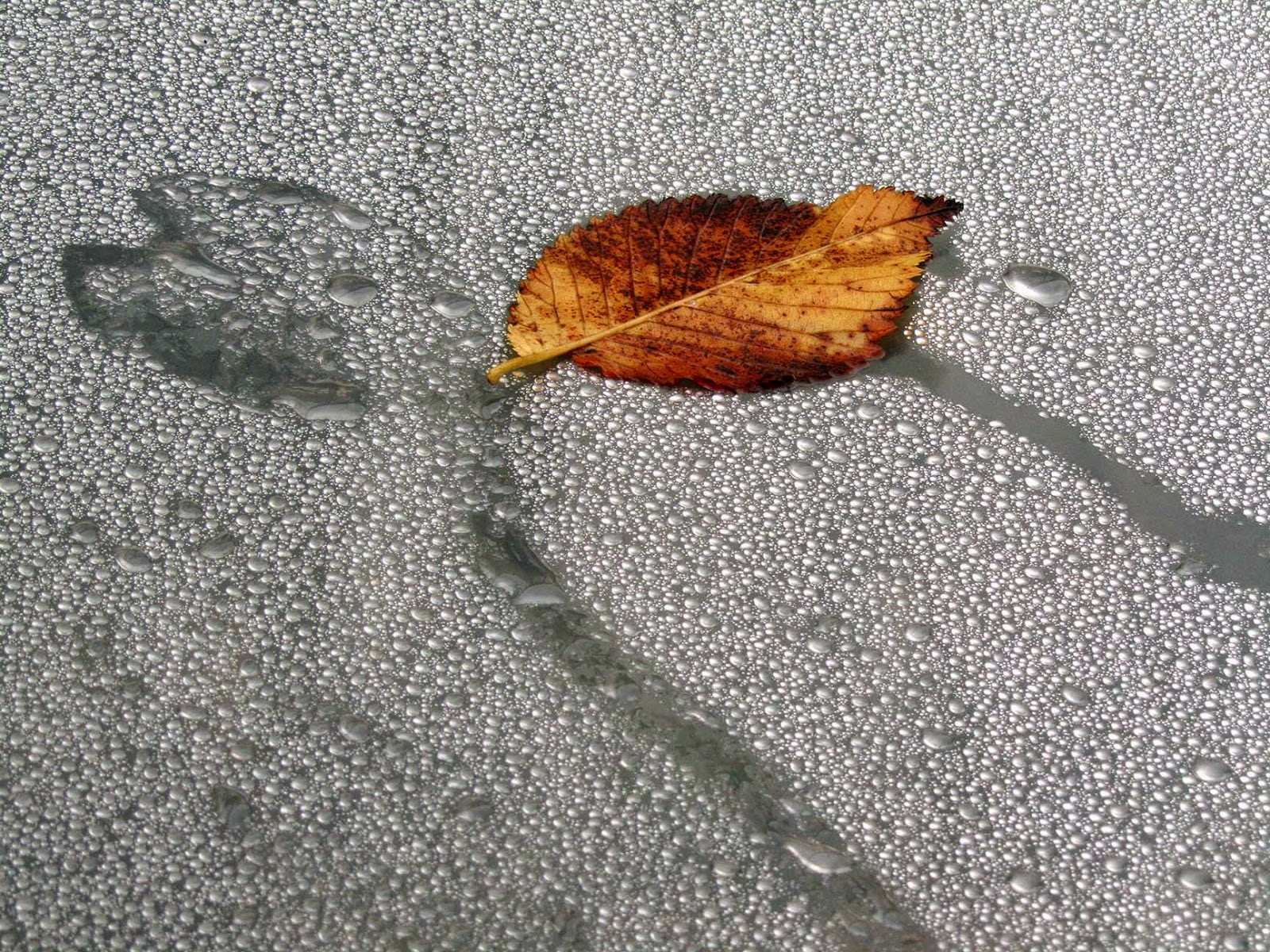 leaf and lots of tiny drops
