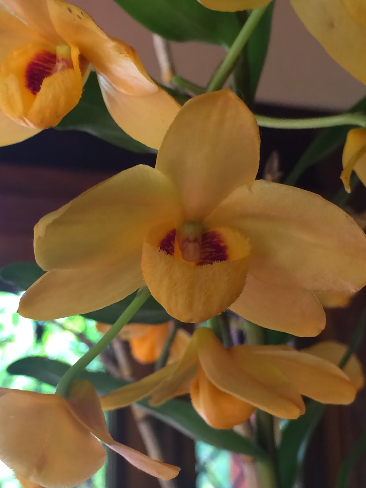 Orquídeas da Pachamama: Dendrobium moschatum amarelo