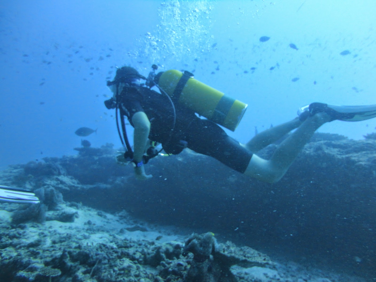 Ricardo Brau " Blog de Fitness , Deportes y Viajes : EL BUCEO O