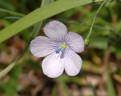 Flor azul del lino (Linum bienne)