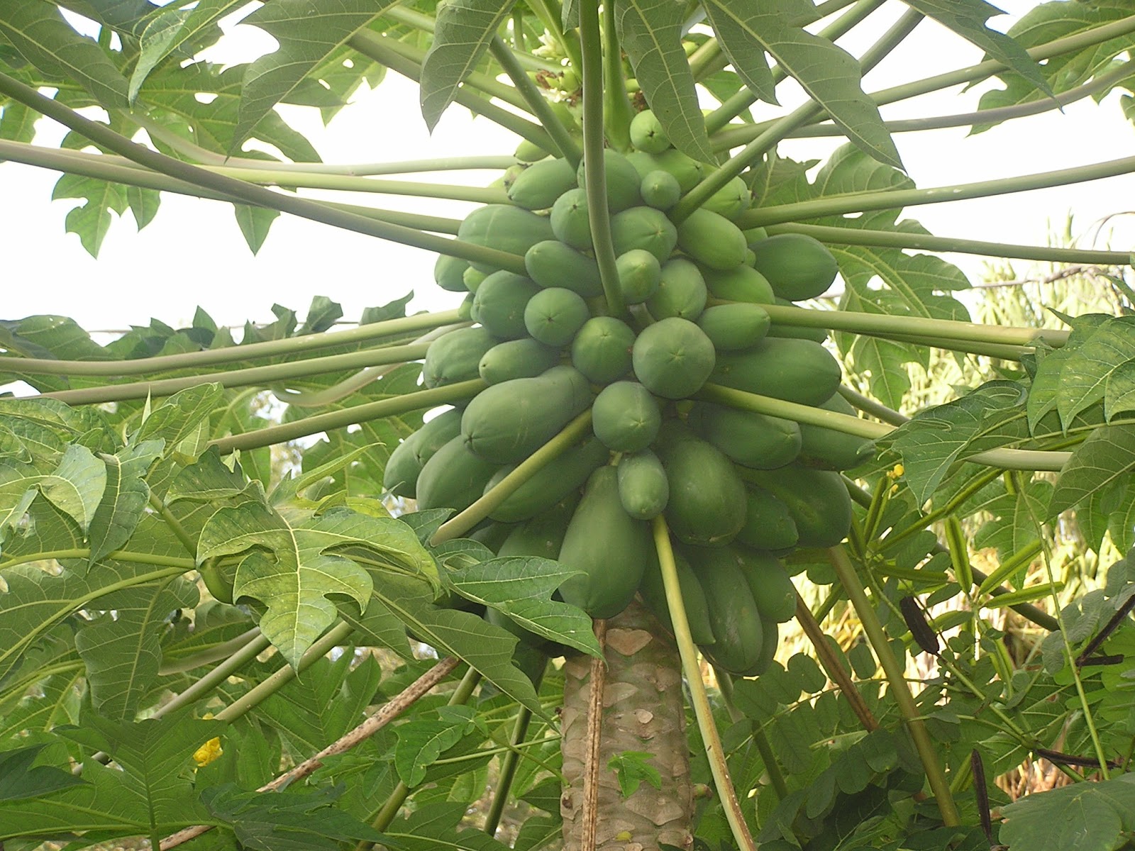 John Starnes' Urban Farm My biggest papaya plant is out by the street