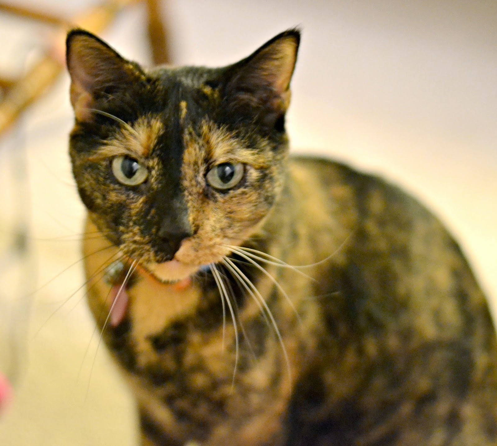 Five Tips To Keep Your Cat Happy and Healthy Building Our Story