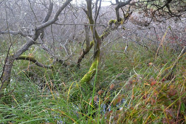 pool beneath the brush