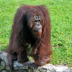 orangutan kebun binatang ragunan jakarta