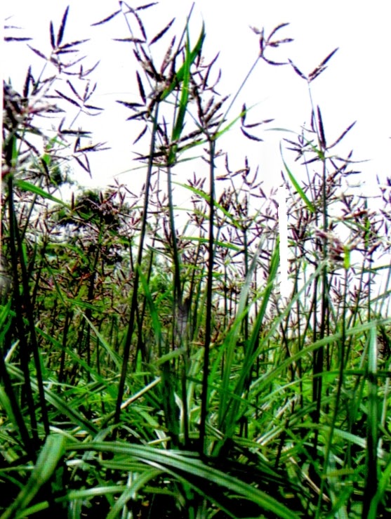 Manfaat dan Khasiat Rumput Teki