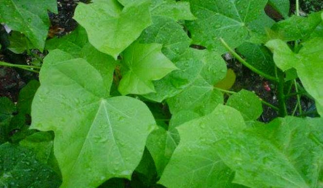Image result for daun jarak