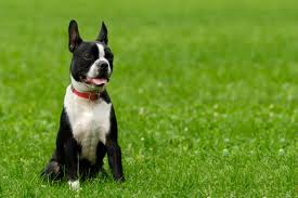 The dog in world: Boston Terrier dogs