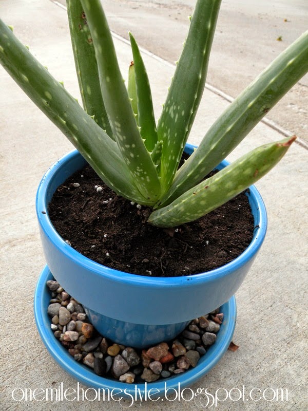 Aloe plant in bright blue flower pot
