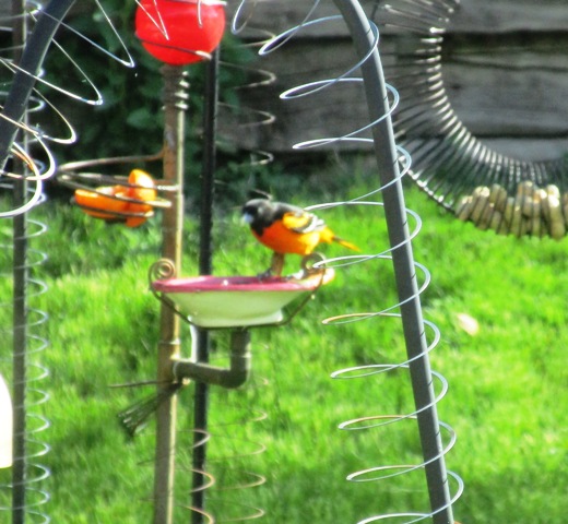 Crazy Writing Person Who Also Knits Sews Orange Bird
