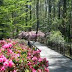 Azaleas near PEAK at Callaway Gardens in Georgia