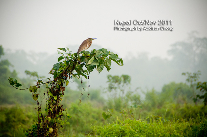 Chitwan Bird