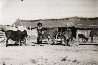 Širdis yra tarsi platus laukas