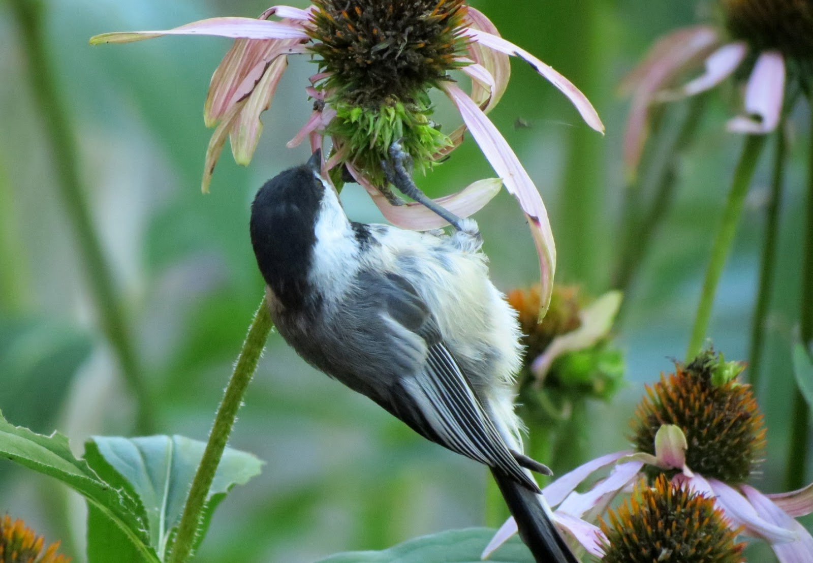 Coneflower Seeds as Food for Birds Travels With Birds