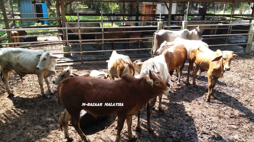 Pembekal Lembu dan Kambing Muslim Ladang Ternakan di Pontian, Johor