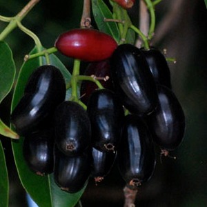 Best fresh - Mejor fresco!: Proximate composition of JAMUN fruit and ...