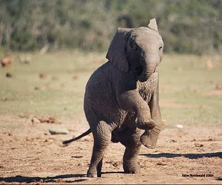 Gajah | Gosip Gambar