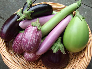 Eggplant | Aubergine Brinjal Eggplant - Melongene Brinjal - Guinea Squash