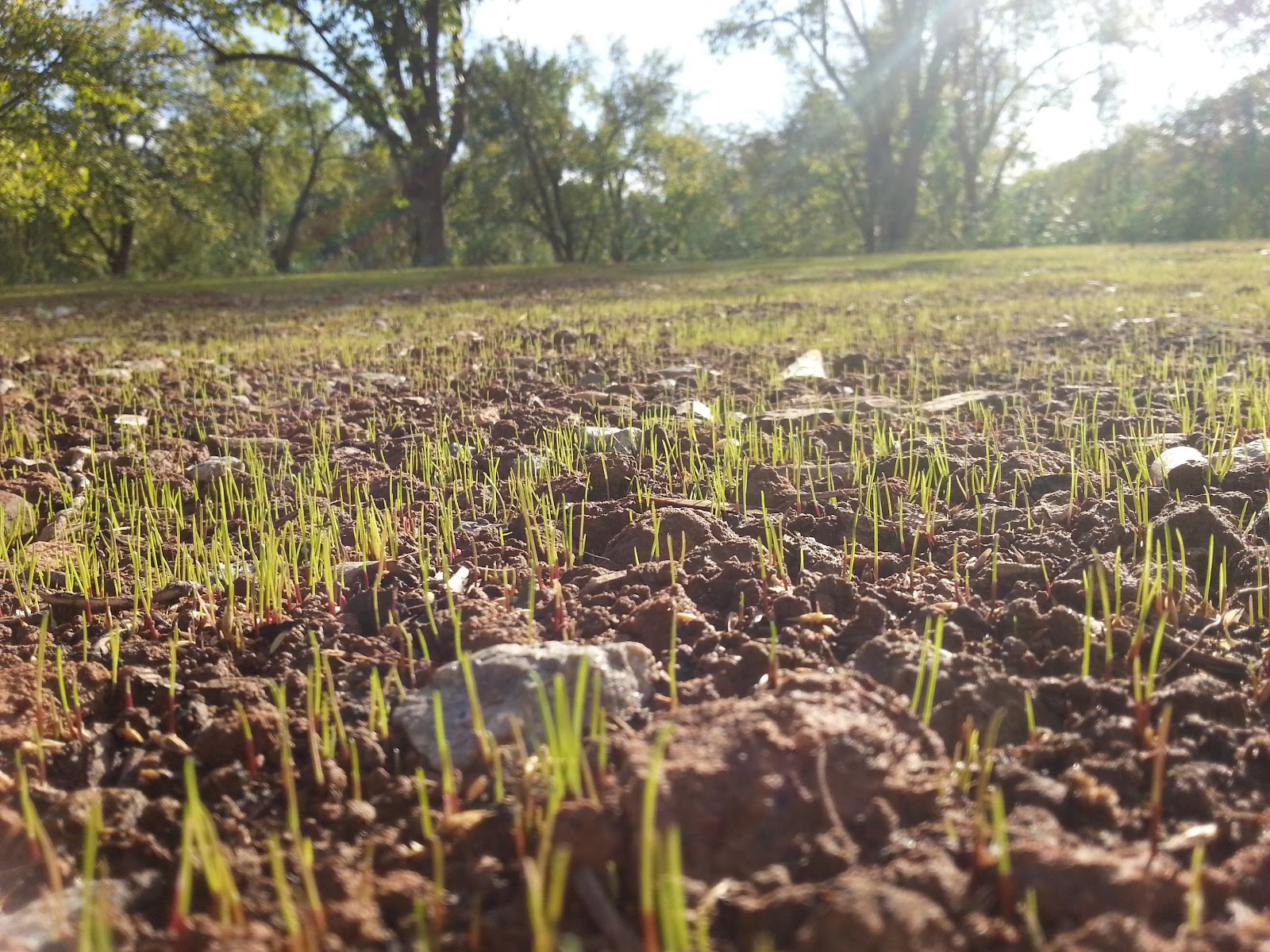 Wir bauen ein OKAL-Haus: Der Rasen wächst