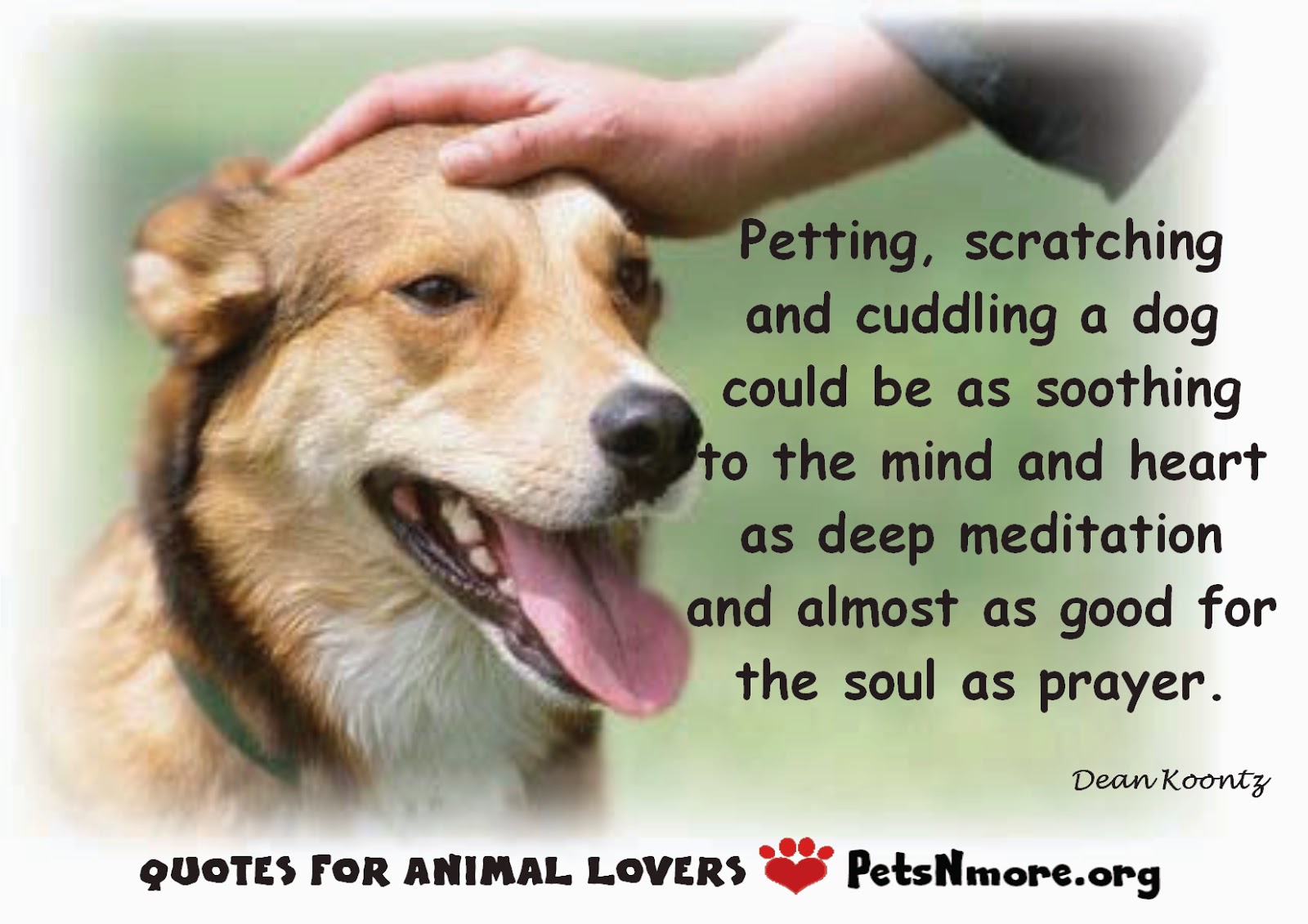 petting dog is like meditation good for soul, petsnmorg.org