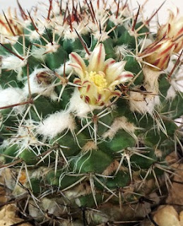 Cactus vs Suculentas:  diferencias