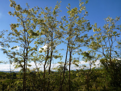 Robinia psuedoacacia near Augusta Bagiennorum