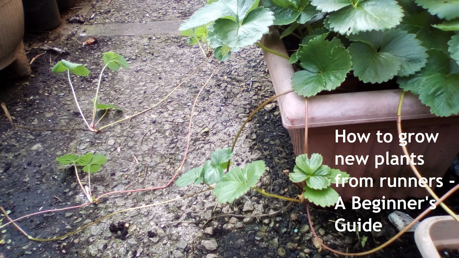The Green Fingered Blog How To Grow New Plants From Runners A