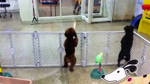 HILARIOUS VIDEO OF POODLE DANCING WITH JOY