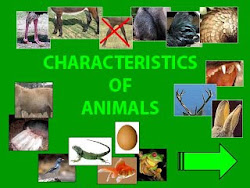 Characteristics of animals