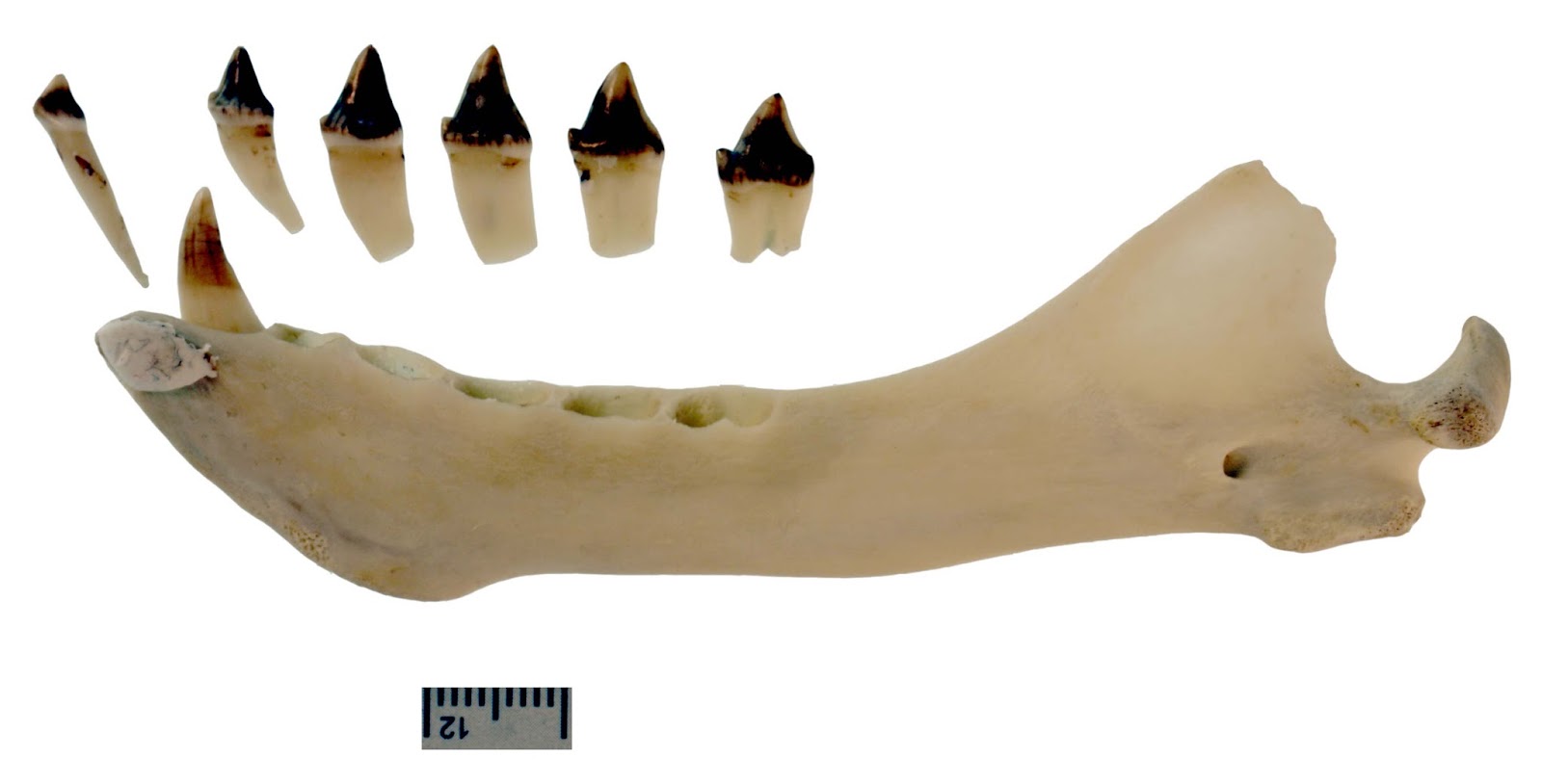 The Coastal Paleontologist Photography experiment with fur seal crania