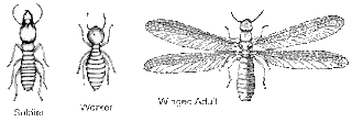 Ordo Isoptera Ordo Isoptera