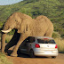 La Volkswagen hace publicidad con la foto del elefante