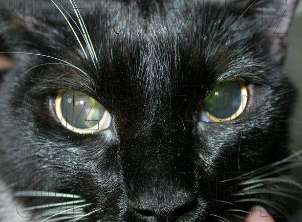 gatos-ojos-cataratas-cuidados-prevención