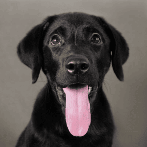 Labrador Training Commands 5 Basic Commands Your Lab Puppy Should Know