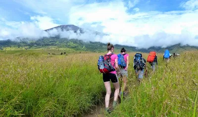 Savanna Grass Tall at Sembalun Lawang altitude 1500m National Park of Mount Rinjani