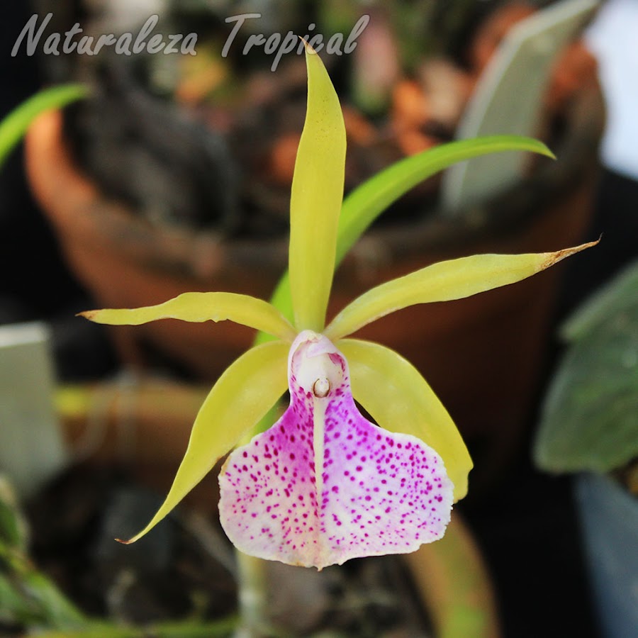 Flor de un morfo de la orquídea x Brassocattleya `Binosa´